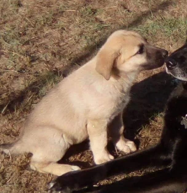 PETIFYC11265 photo 5