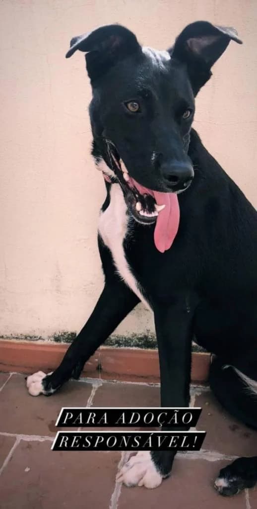 PETIFYC11265 photo 6