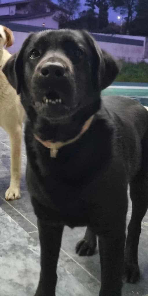 PETIFYC11265 photo 7