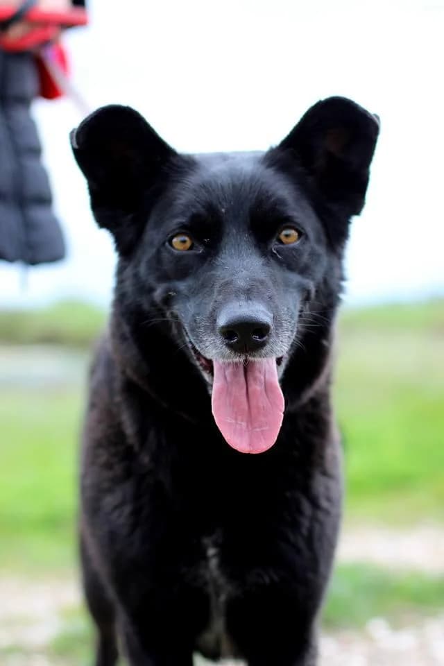 PETIFYC11265 photo 8