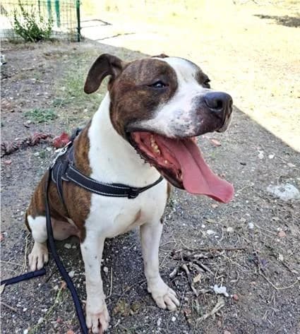 PETIFYC10101 photo 3