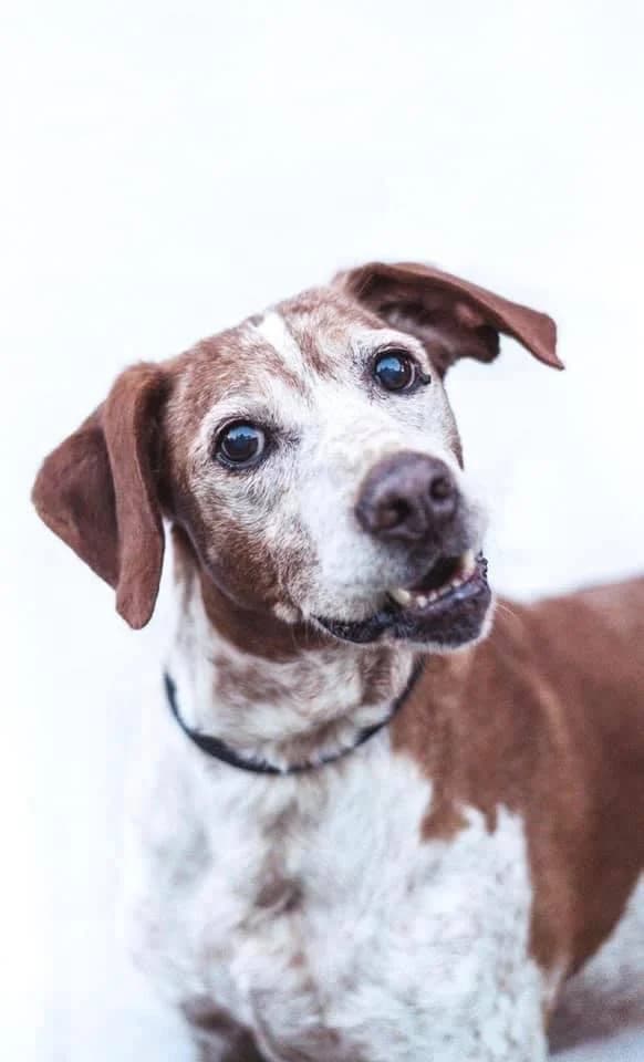 PETIFYC10101 photo 7