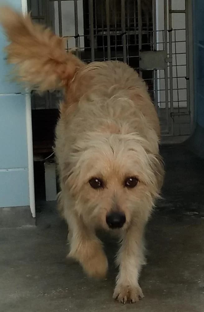 PETIFYC10467 photo 4