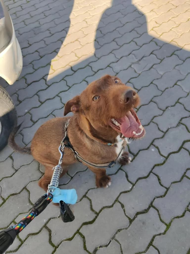 PETIFYC10603 photo 2