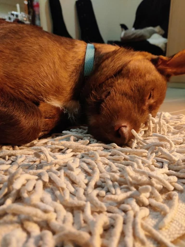 PETIFYC10603 photo 3