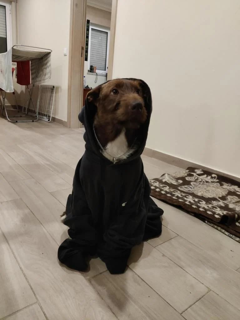 PETIFYC10603 photo 4