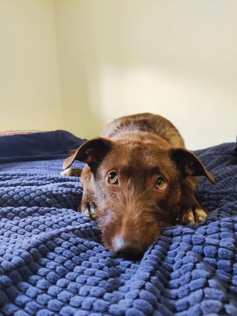 PETIFYC10603 photo 5