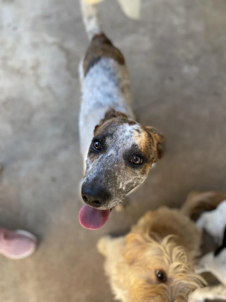 PETIFYC10603 photo 7