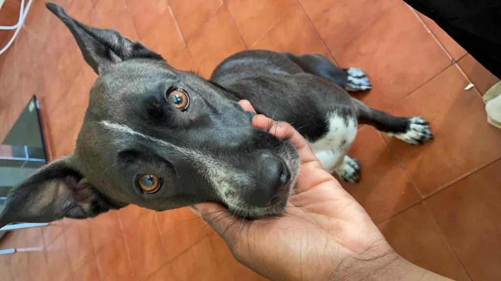 PETIFYC10603 photo 8