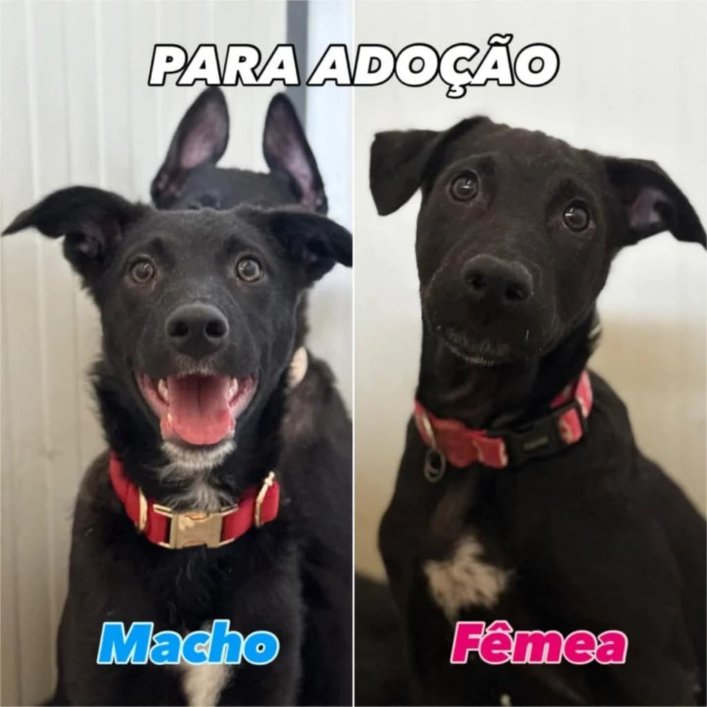 PETIFYC10721 photo 2