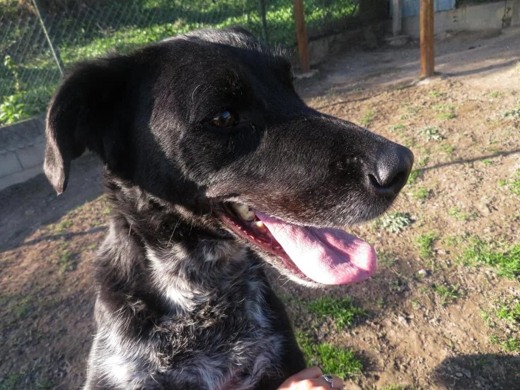 PETIFYC10721 photo 3