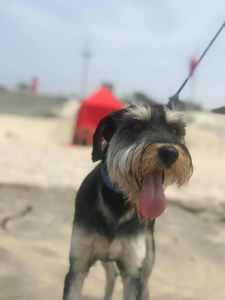 PETIFYC10721 photo 4