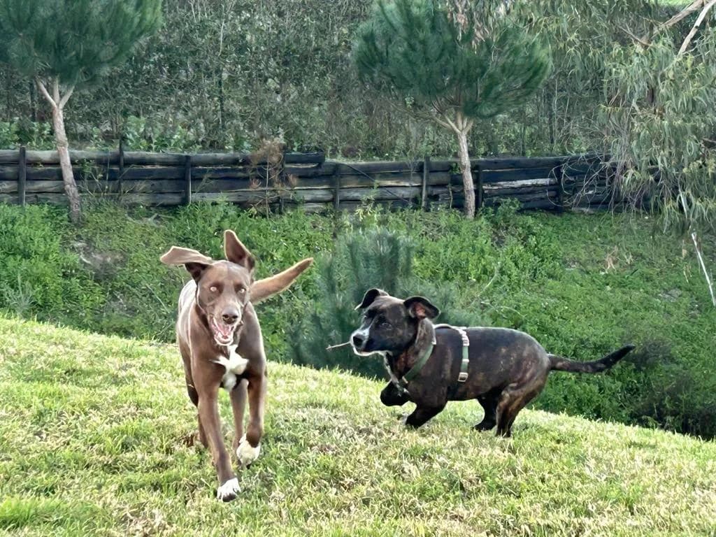 PETIFYC10766 photo 4