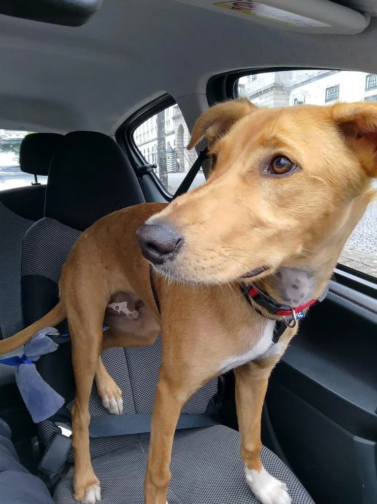 PETIFYC10766 photo 7