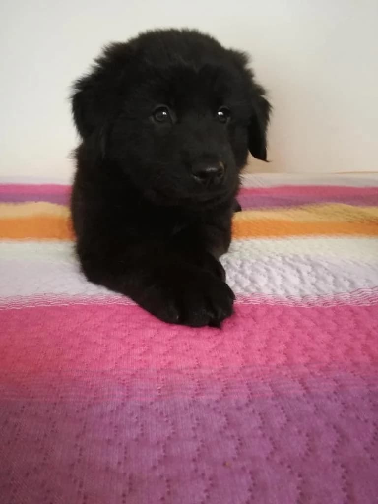 PETIFYC10766 photo 8