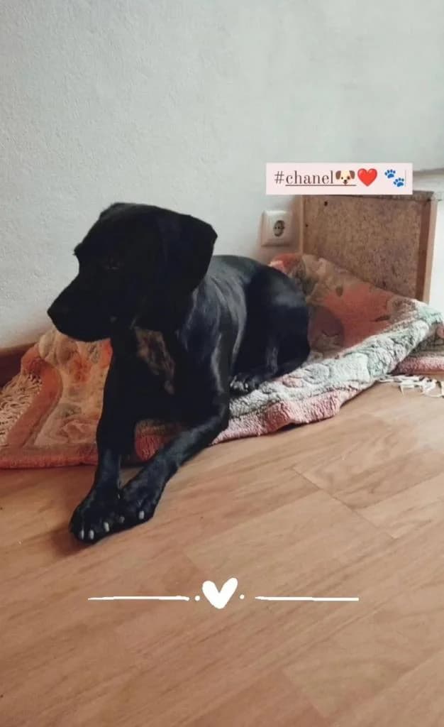 PETIFYC10828 photo 2