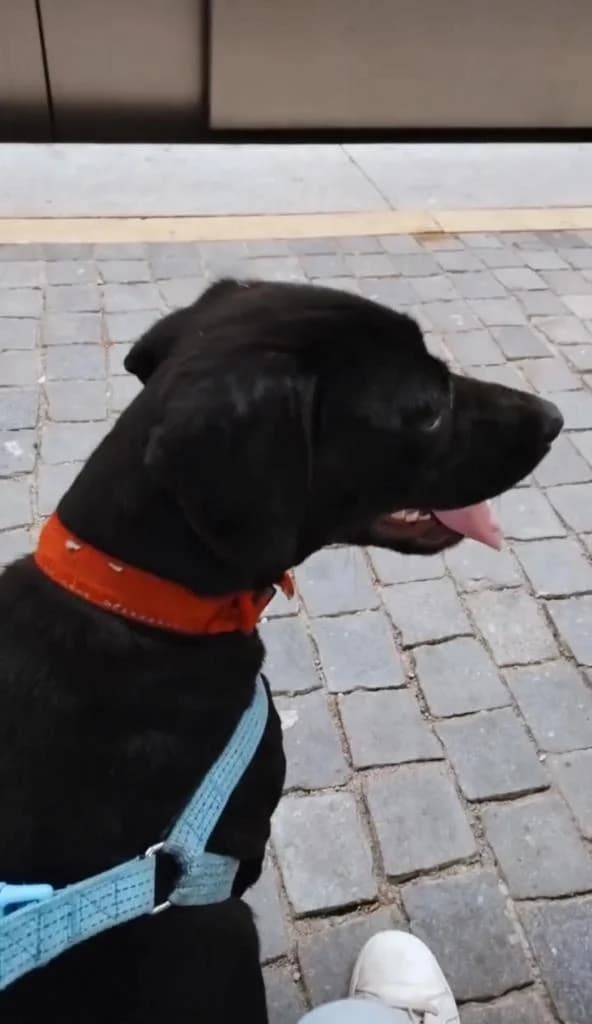 PETIFYC10828 photo 3