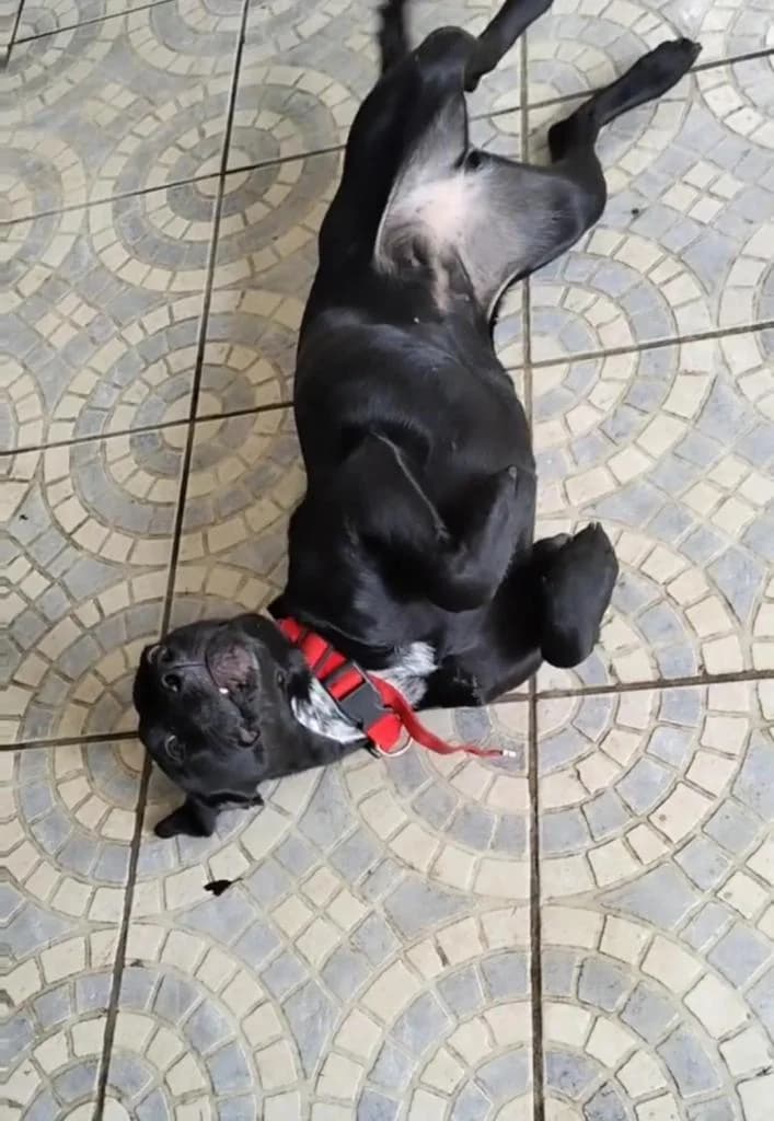 PETIFYC10828 photo 4