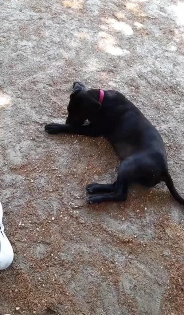 PETIFYC10828 photo 6