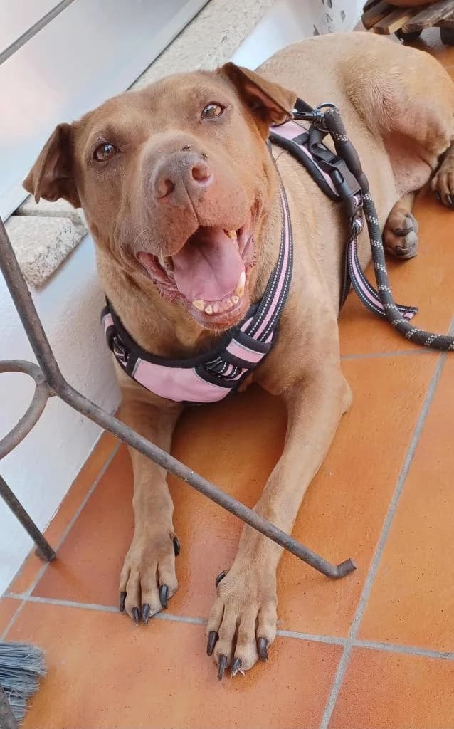 PETIFYC10839 photo 2