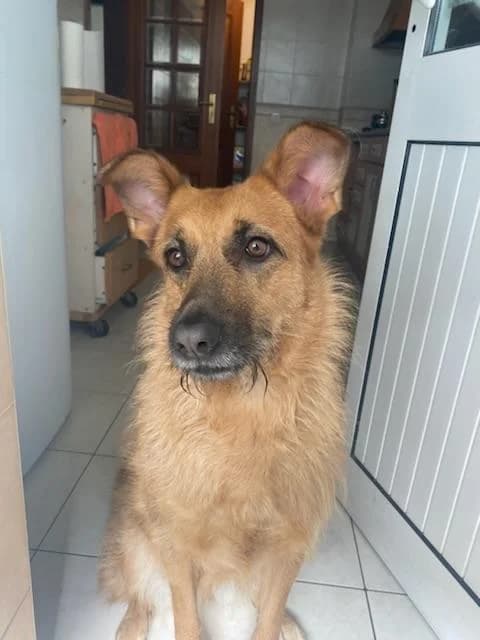 PETIFYC10968 photo 4