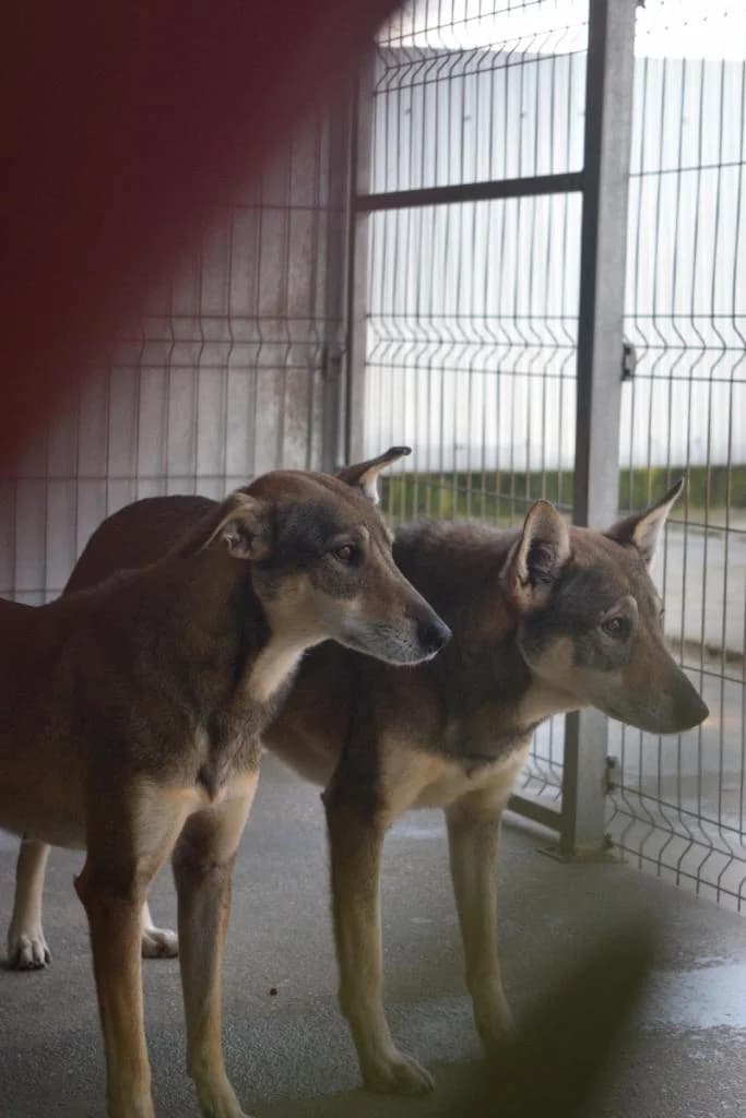 PETIFYC10968 photo 5