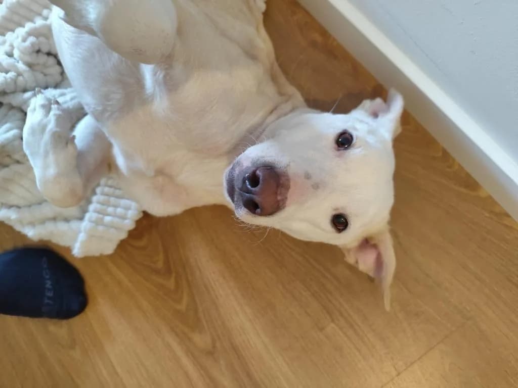 PETIFYC10968 photo 7