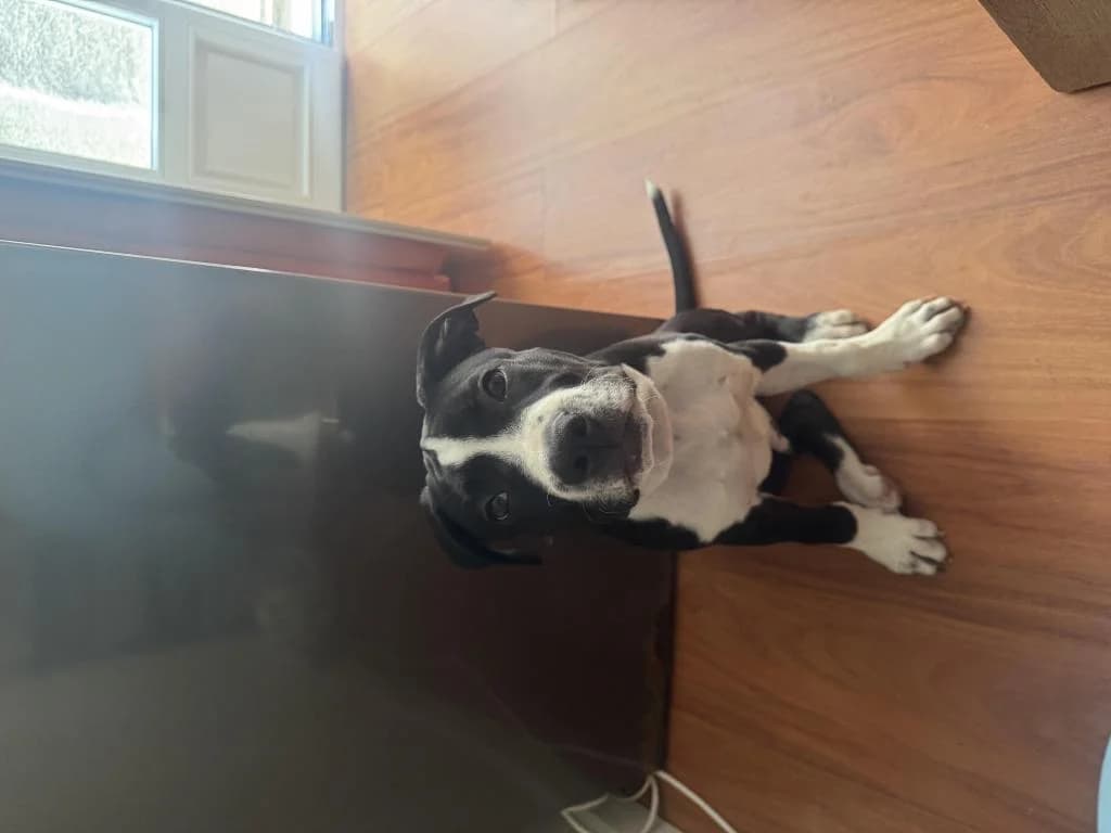 PETIFYC11016 photo 2