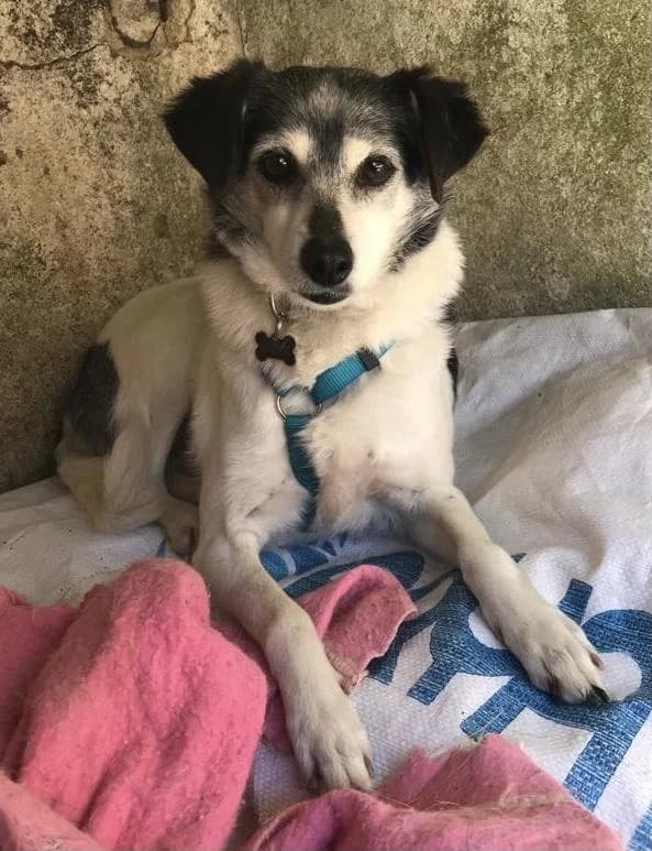 PETIFYC11016 photo 5