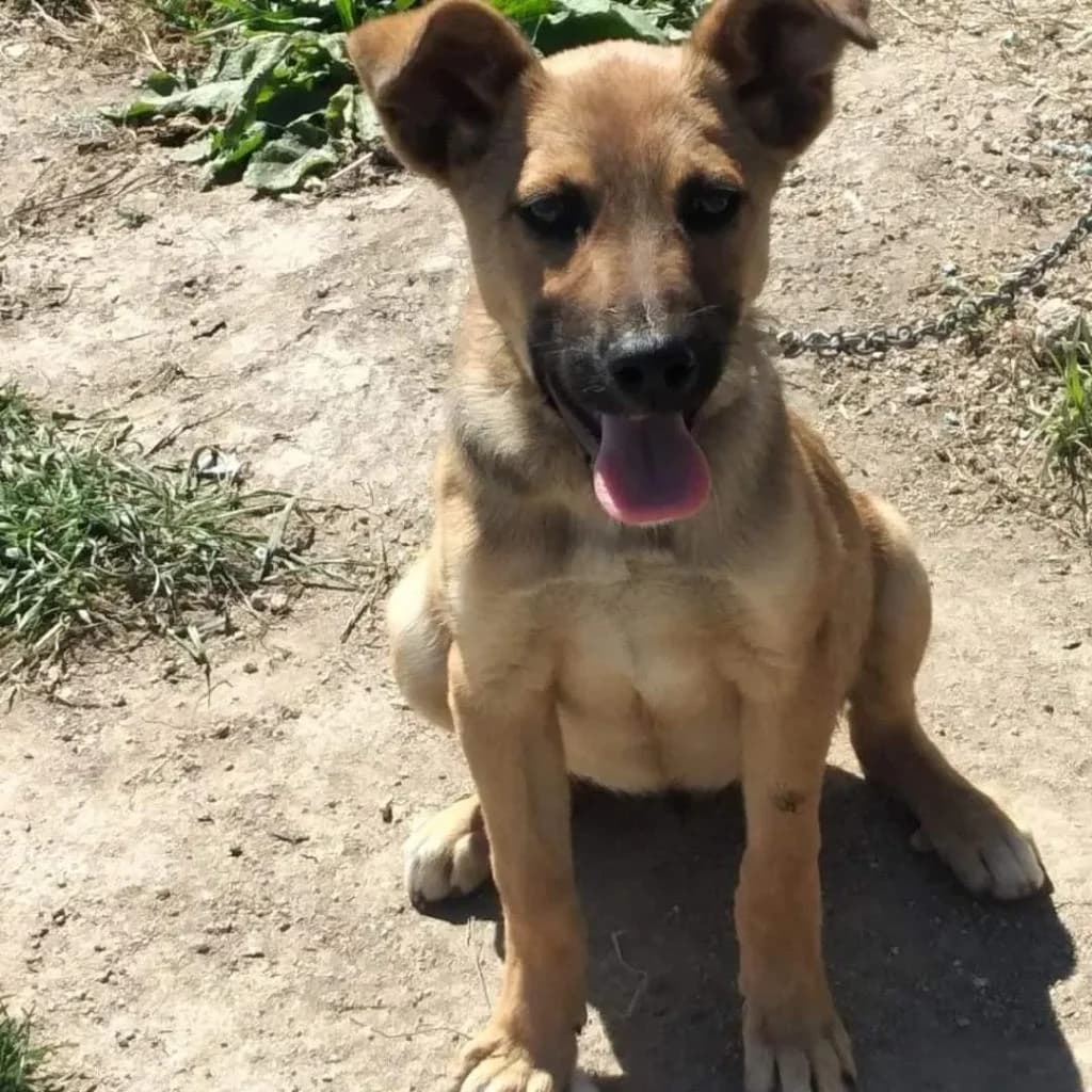 PETIFYC11016 photo 7