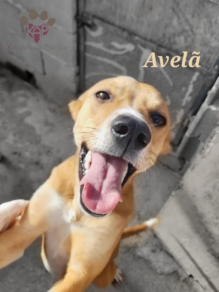 PETIFYC11016 photo 8