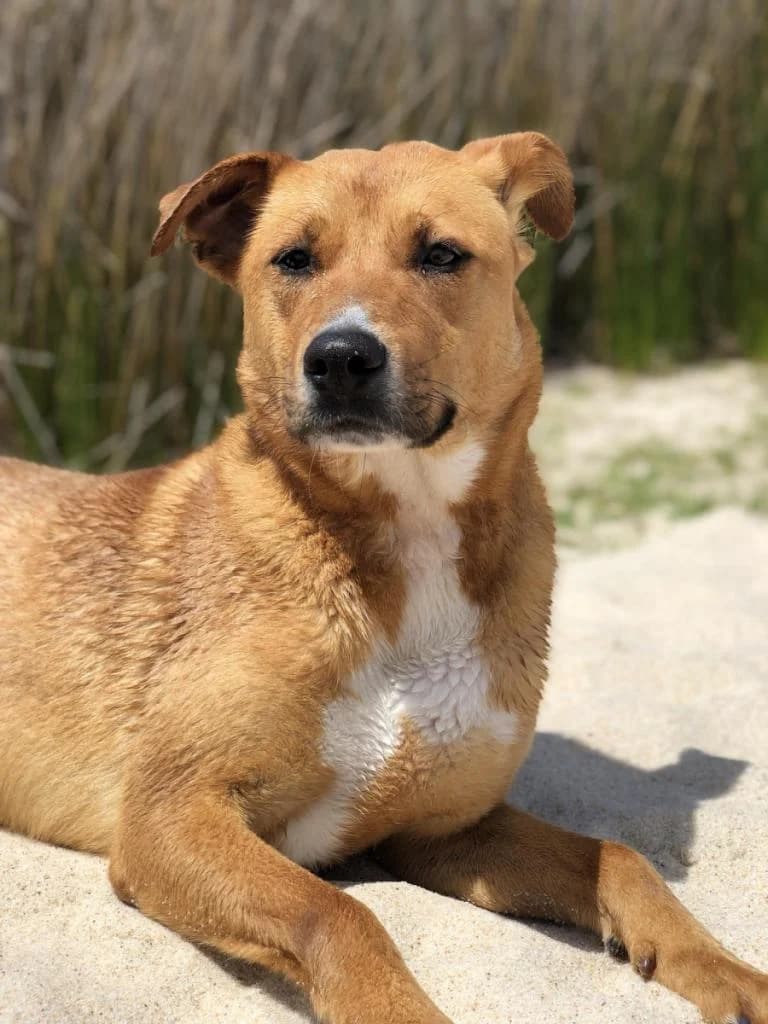 PETIFYC11037 photo 8