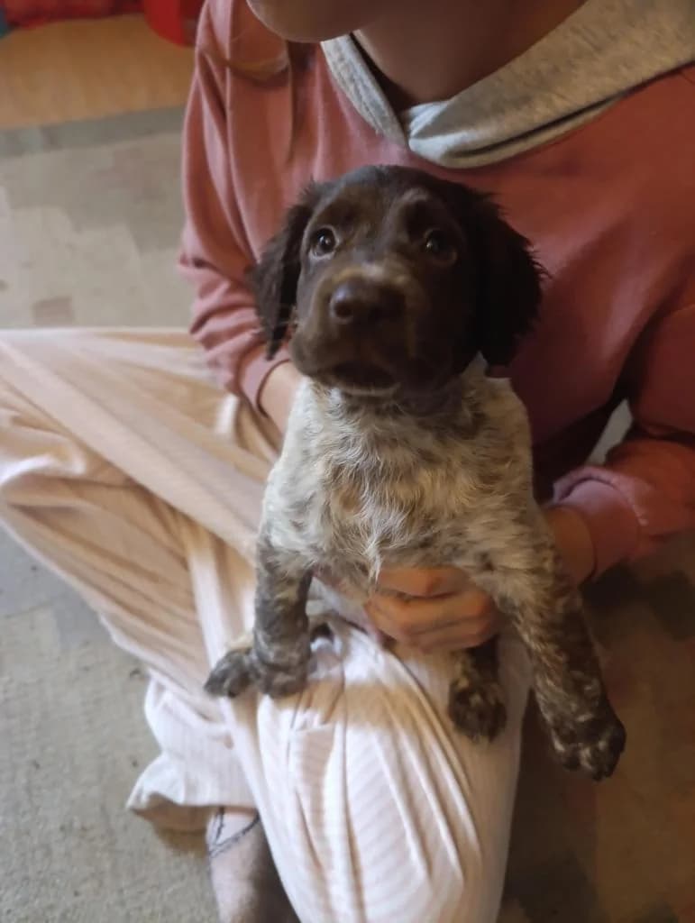 PETIFYC11097 photo 2