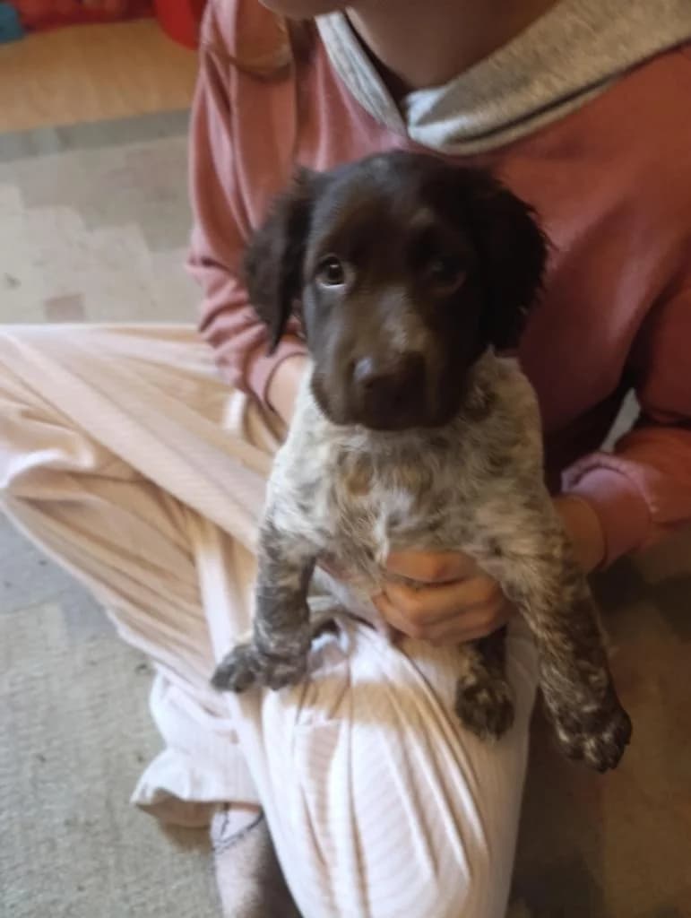 PETIFYC11097 photo 3