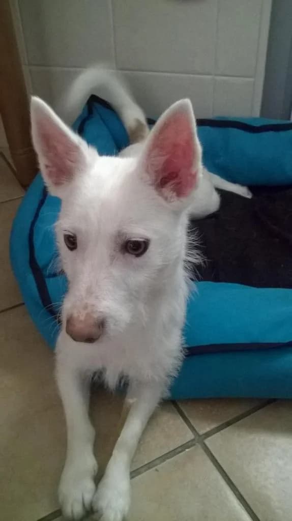 PETIFYC11097 photo 5