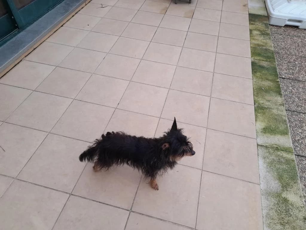 PETIFYC11097 photo 6