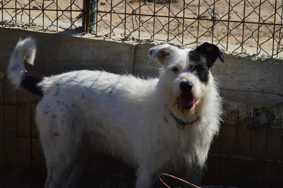 PETIFYC11097 photo 8