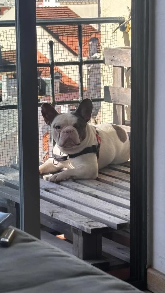 PETIFYC11125 photo 2