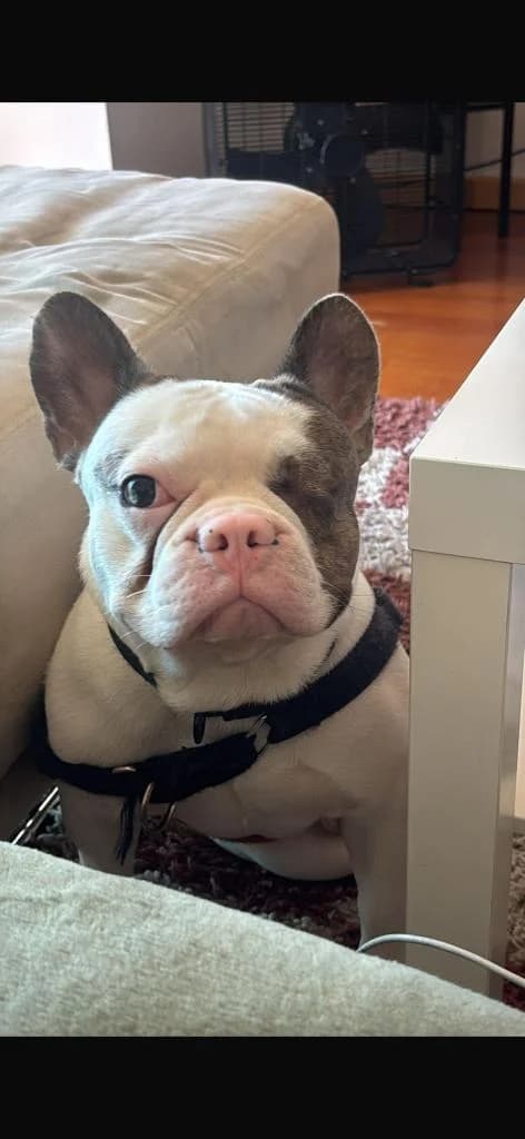 PETIFYC11125 photo 3