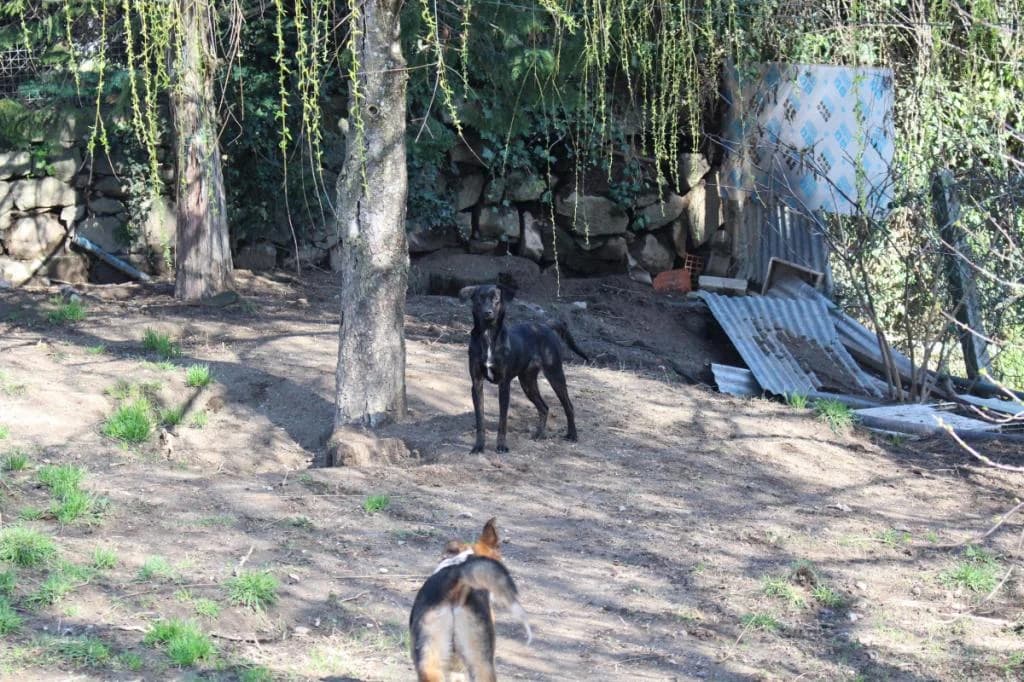 PETIFYC11125 photo 6