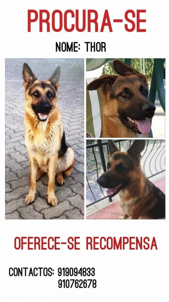 PETIFYC11125 photo 7