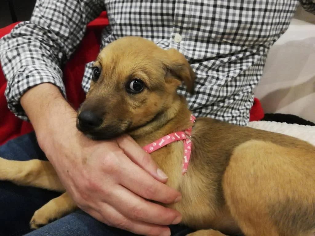 PETIFYC11125 photo 8