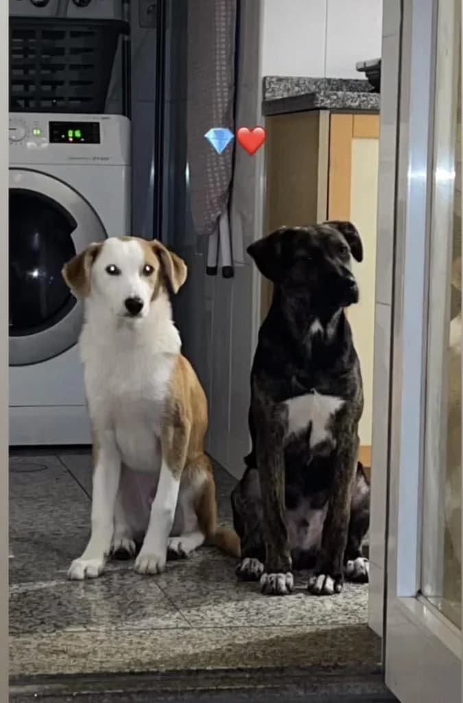 PETIFYC11137 photo 2