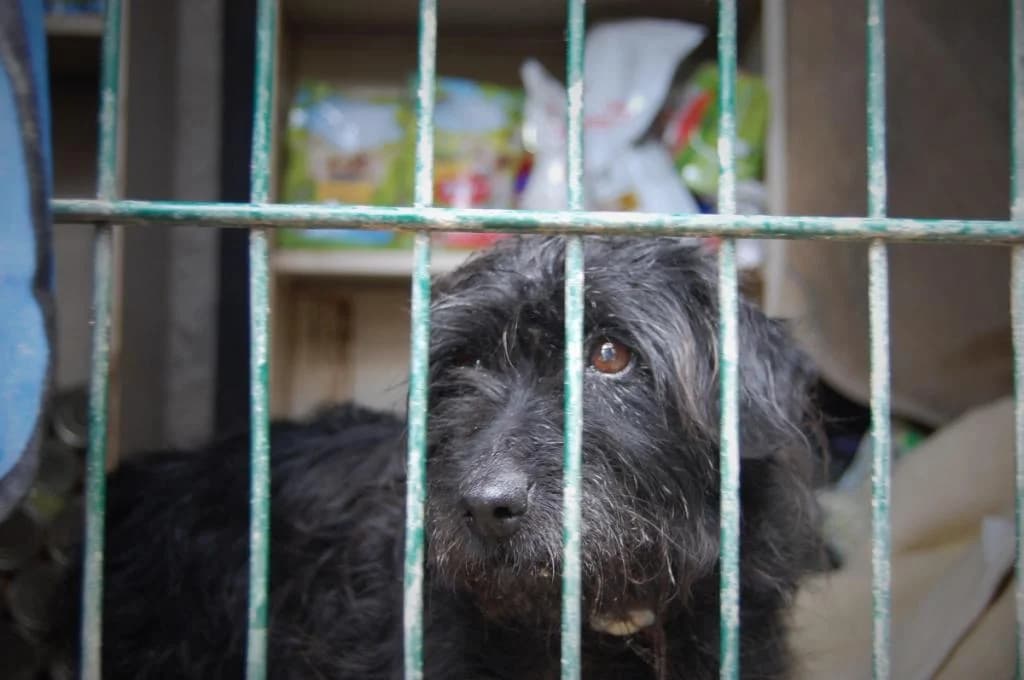 PETIFYC11137 photo 5