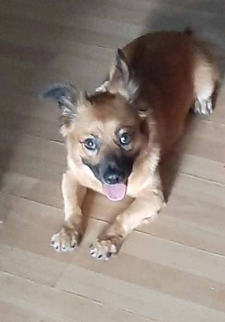 PETIFYC11137 photo 6