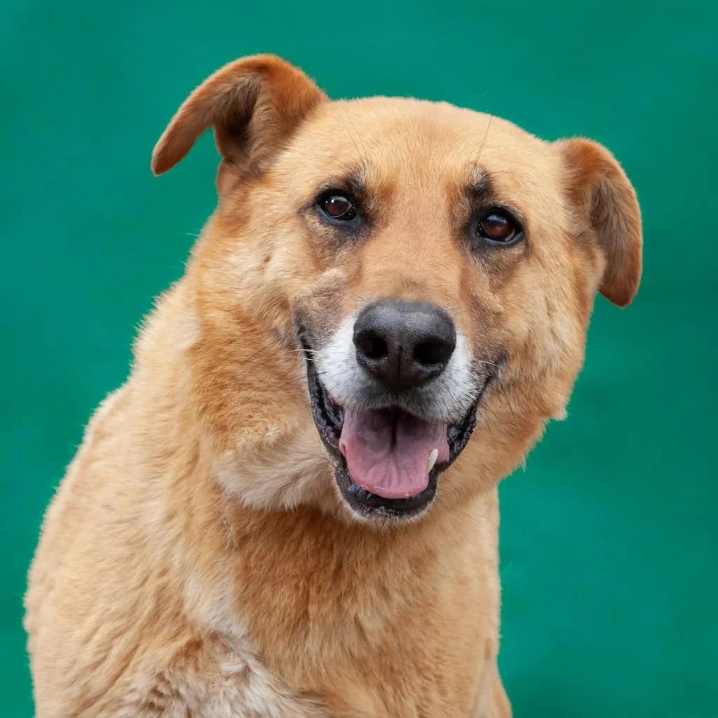 PETIFYC11164 photo 4