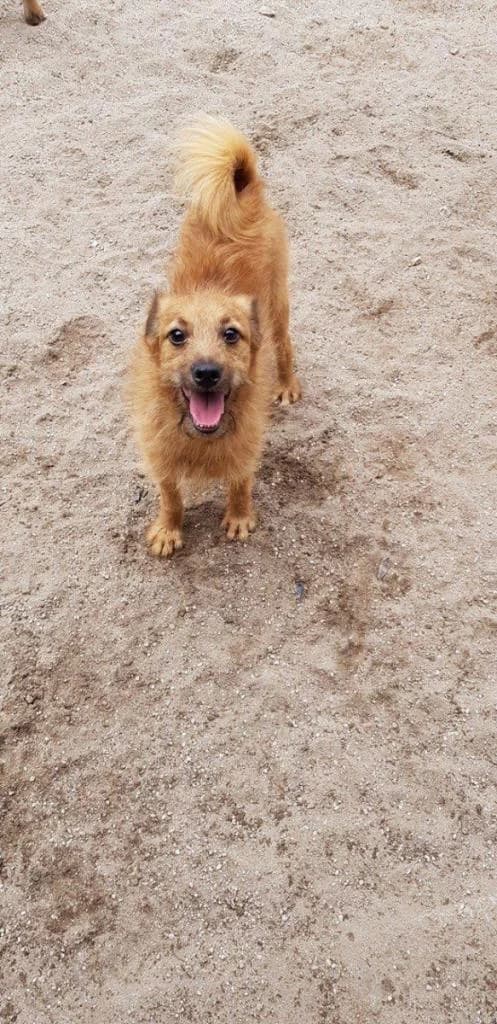 PETIFYC11164 photo 8