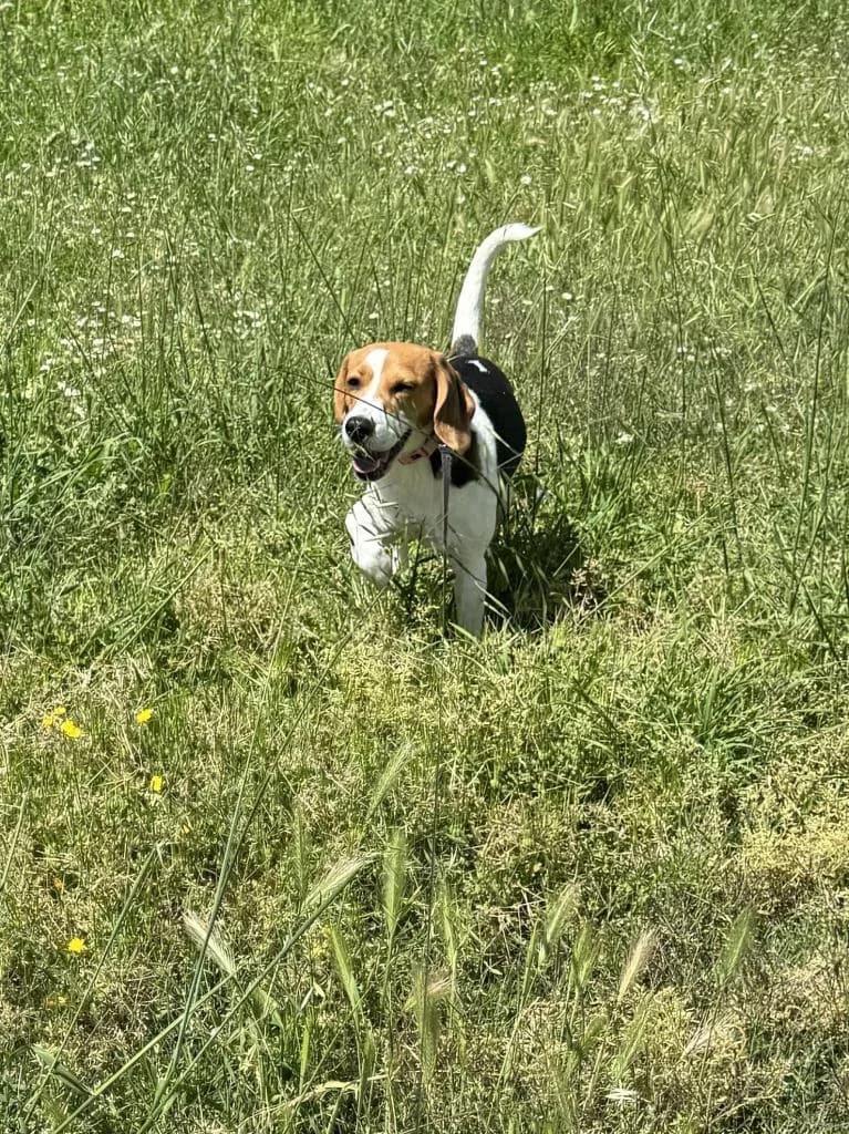 PETIFYC11193 photo 2