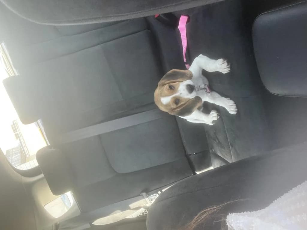 PETIFYC11193 photo 3