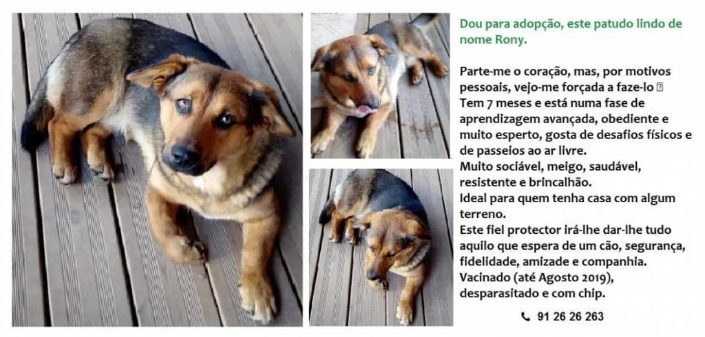 PETIFYC11193 photo 6